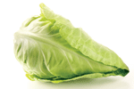 Cabbage Pointed ~ Organic