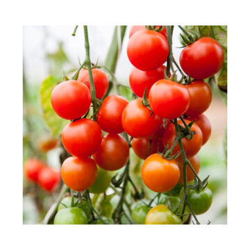 Tomatoes Cherry on the Vine ~ Organic ~ 250g