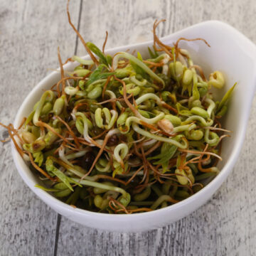 Living Raw Salad Sprouts