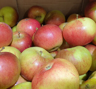 Apples Cripps Pink  ~ Organic ~ 500g