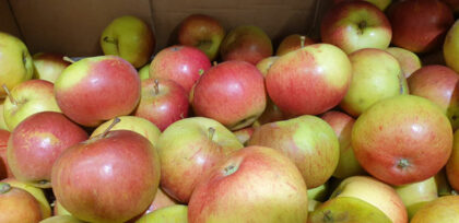 Apples Spartan ~ Organic ~ 500g