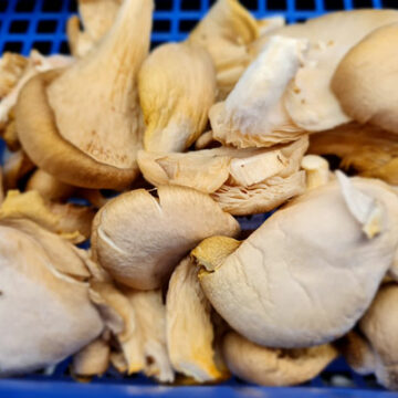 Mushrooms Oyster Organic 150G