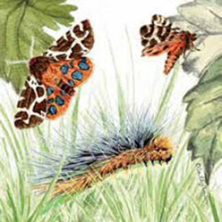 The beauty of change... Greeting Card