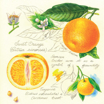 Oranges Greeting Card