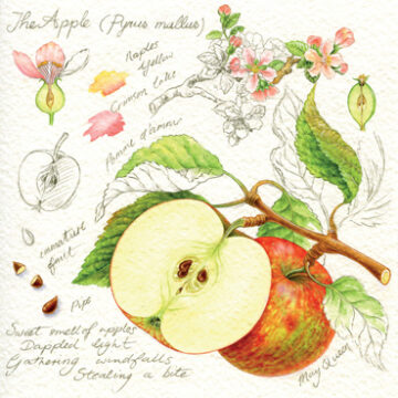 Apples Greeting Card