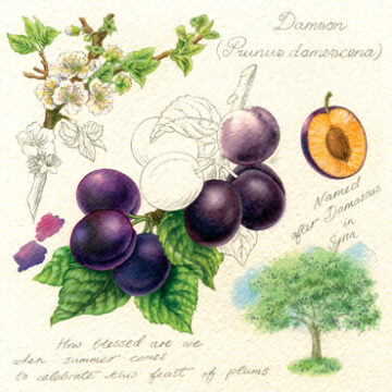 Plums Greeting Card