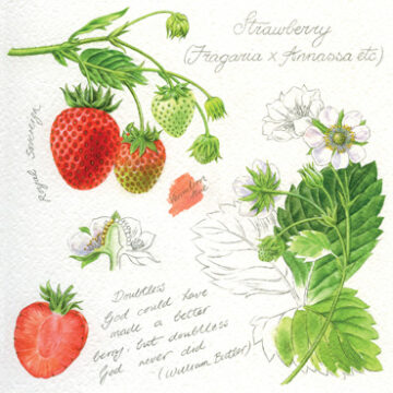 Strawberries Greeting Card