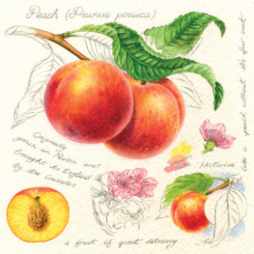 Peaches Greeting Card