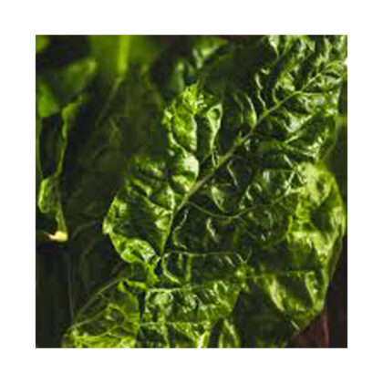 Chard ~ Organic
