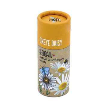 Seedball Oxeye Daisy Seeds 20 balls